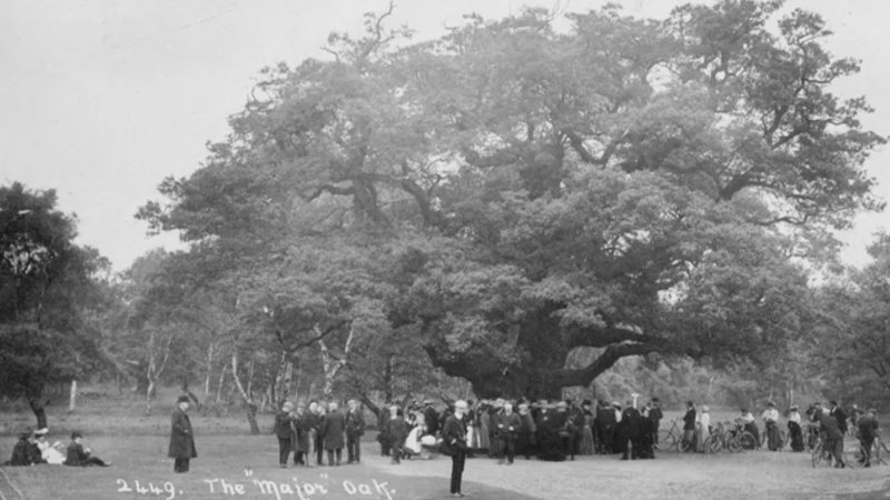 major_oak2