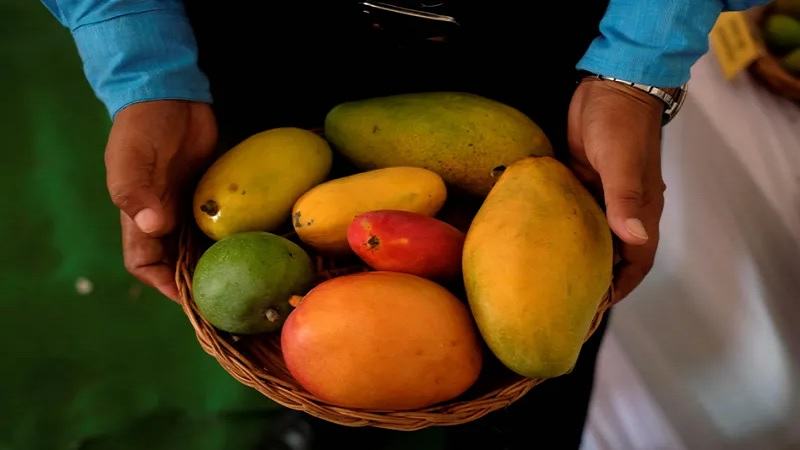 ডায়াবেটিস রোগীর জন্য আম কি ক্ষতিকর? ভারতীয় গবেষণায় ভিন্ন বার্তা