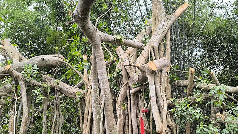 ‘শিরক ও বিদআত’ আখ্যা দিয়ে মাদারীপুরে শতবর্ষী বটবৃক্ষ কাটার অভিযোগ