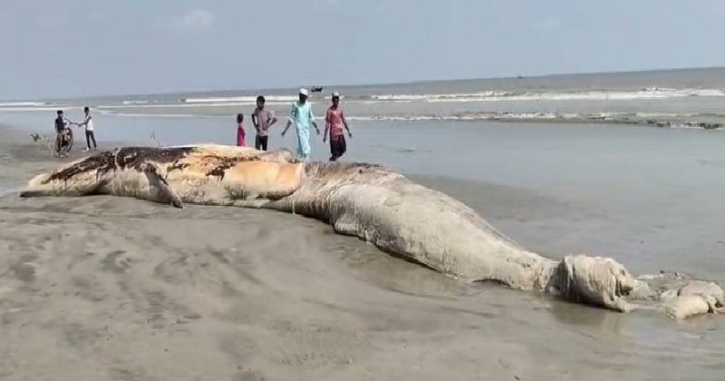 কুয়াকাটা সৈকতে ভেসে এলো ৫৮ ফুট লম্বা মৃত বেলিন তিমি
