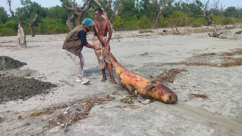 কুয়াকাটা সৈকতে ভেসে এসেছে মৃত ডলফিন