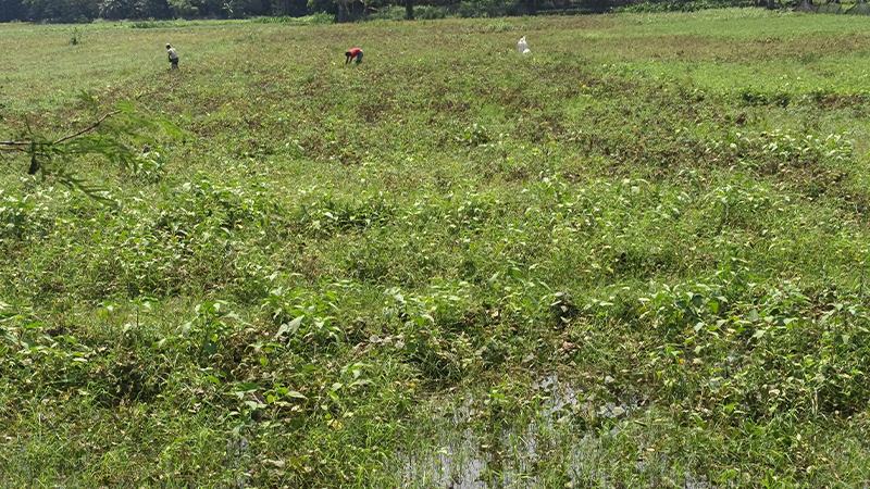 পটুয়াখালীতে প্রবল বৃষ্টিতে মাঠেই পচে যাচ্ছে ফসল