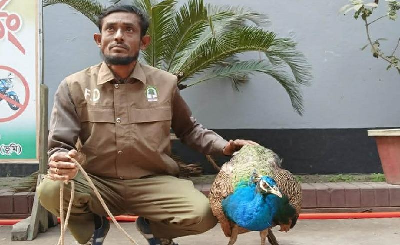 কুড়িগ্রামে আহত অবস্থায় বিরল প্রজাতির ময়ূর উদ্ধার
