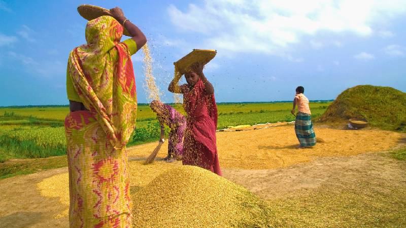 বাংলার নবান্ন ও নারী: নতুন অন্নে নতুন প্রার্থনা