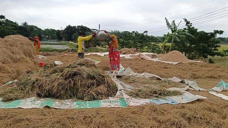 নেত্রকোনার হাওরে ৭১ ভাগ ধান কাটা সম্পন্ন