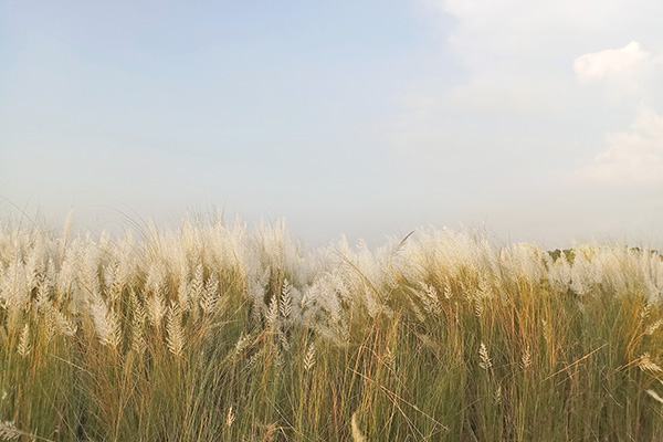 শারদীয় সৌন্দর্যের খোঁজে