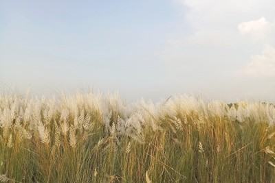 শারদীয় সৌন্দর্যের খোঁজে