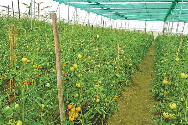 সেচ ও সার ব্যবস্থাপনায় নতুন মাত্রা ড্রিপ ইরিগেশন
