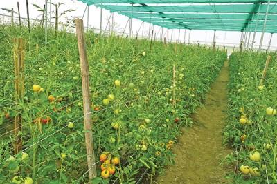 সেচ ও সার ব্যবস্থাপনায় নতুন মাত্রা ড্রিপ ইরিগেশন