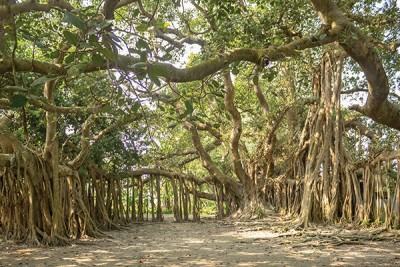 বট-পাকুড়ের মিলন যেথায়