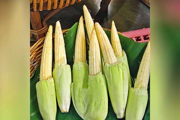 দেশে বেবি কর্ন উৎপাদনের সম্ভাবনা