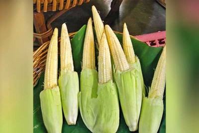 দেশে বেবি কর্ন উৎপাদনের সম্ভাবনা