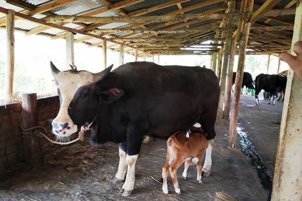 বুনো গয়াল বশে এনে সাফল্য