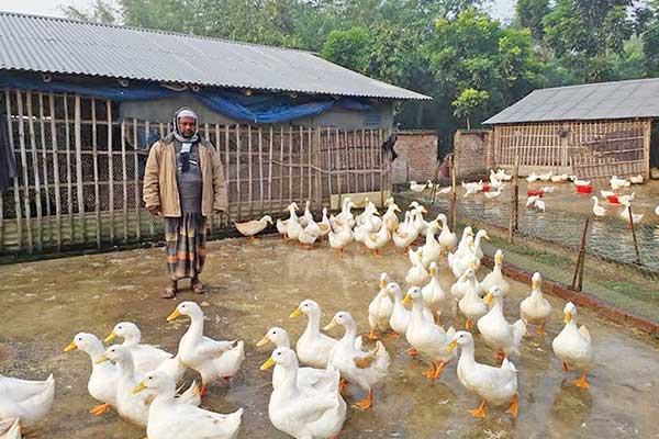 হাঁসের খামারে ভাগ্য ফিরেছে জাকিরের