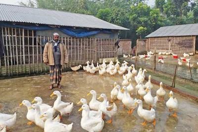 হাঁসের খামারে ভাগ্য ফিরেছে জাকিরের