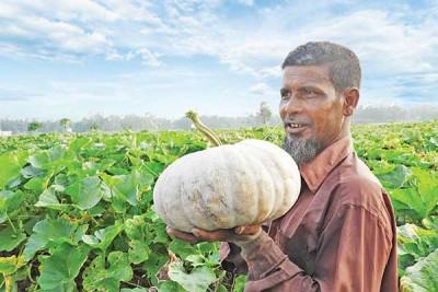 বগুড়ায় নিরাপদ সবজি আন্দোলন
