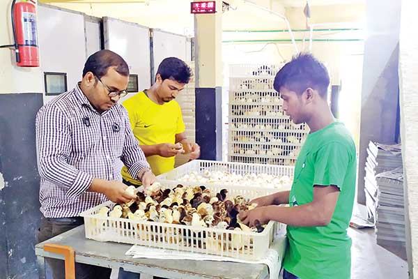 টিউশনির টাকা পুঁজি করে আতিকুর এখন সফল খামারি