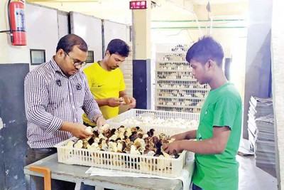 টিউশনির টাকা পুঁজি করে আতিকুর এখন সফল খামারি