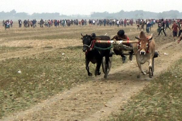 টান টান উত্তেজনার গরুর গাড়ি দৌড় প্রতিযোগিতা