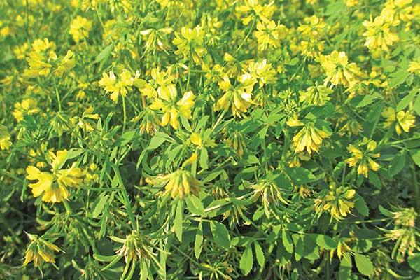 ঔষধি গুণসম্পন্ন অপ্রচলিত মসলা