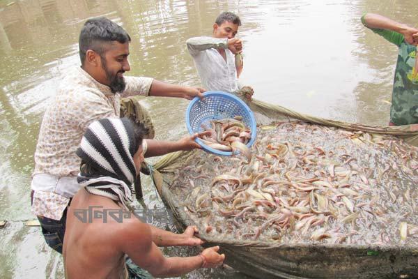 শিং মাছ চাষ পদ্ধতির পরিবর্তনে মিলছে সাফল্য