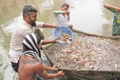 শিং মাছ চাষ পদ্ধতির পরিবর্তনে মিলছে সাফল্য