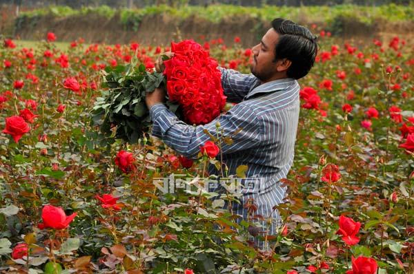 গোলাপের রফতানি বাজার ধরতে উচ্চতা বাড়াতে হচ্ছে ২ সেন্টিমিটার