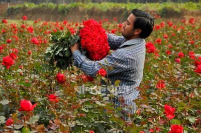 গোলাপের রফতানি বাজার ধরতে উচ্চতা বাড়াতে হচ্ছে ২ সেন্টিমিটার