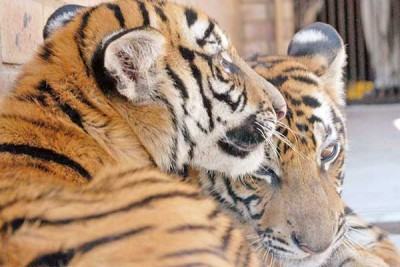 বন্যপ্রাণী বেচাকেনা বন্ধে বাধ্য হলো চীন