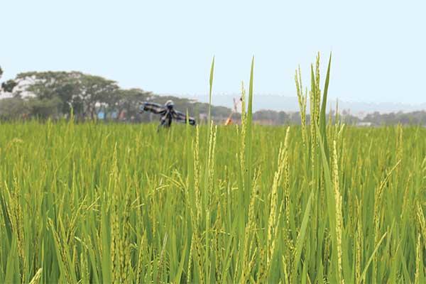 সুগন্ধি চালের পথিকৃৎ দিনাজপুর
