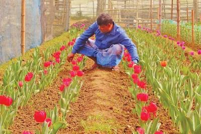 দেশে টিউলিপের বাণিজ্যিক চাষের সম্ভাবনা
