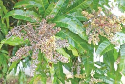চিতোরের বাগানীদের কপালে চিন্তার ভাঁজ