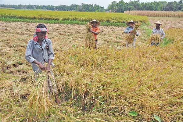 কৃষিজ উৎপাদনশীলতা ও আয় দ্বিগুণ করা বড় চ্যালেঞ্জ