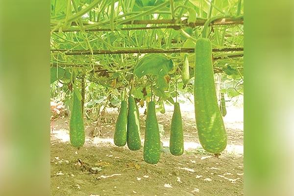 লাউয়ের ফলন হবে গাছের  গোড়া থেকে ডগা পর্যন্ত