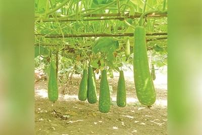 লাউয়ের ফলন হবে গাছের  গোড়া থেকে ডগা পর্যন্ত