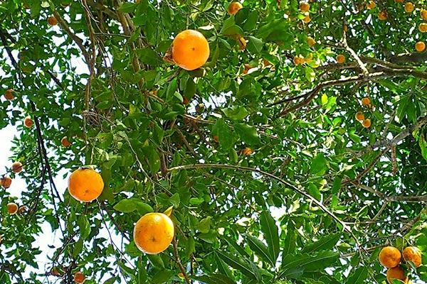সুদিন ফিরছে সিলেটের কমলার