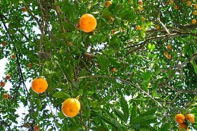 সুদিন ফিরছে সিলেটের কমলার