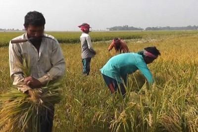 বোরো ধান কাটার সময় সমাগত: করোনাকালের করণীয়