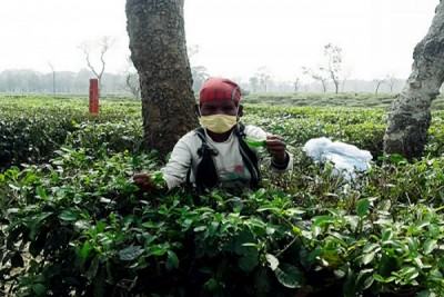 করোনাকালেও নির্ঘুম চা শ্রমিক