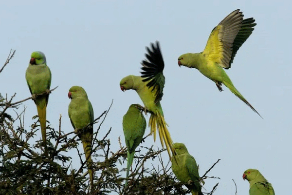 এ পৃথিবী শুধু মানুষের নয়