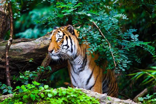 প্রাণিজগতের ওপর কভিড-১৯-এর প্রভাব
