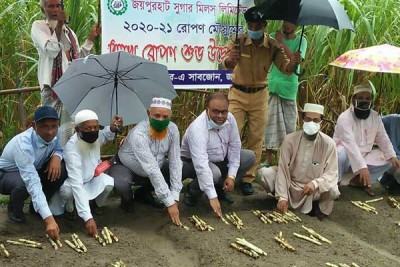 জয়পুরহাট সুগার মিলে আখ রোপণের উদ্বোধন