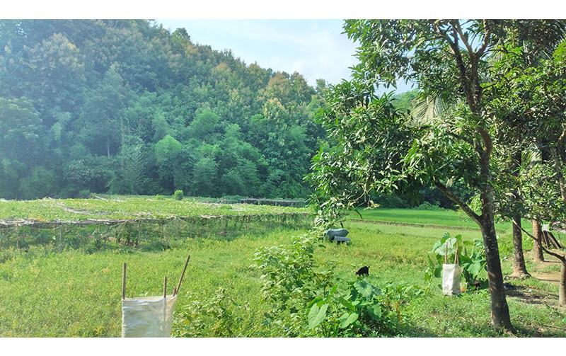 আদাক্ষেতে কীটনাশক ছিটাতে গিয়ে বিষক্রিয়ায় কৃষকের মৃত্যু