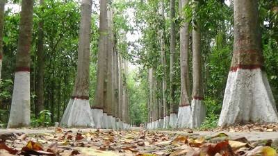 করোনার বন্ধে চুরি হয়েছে লাউয়াছড়ার অসংখ্য গাছ