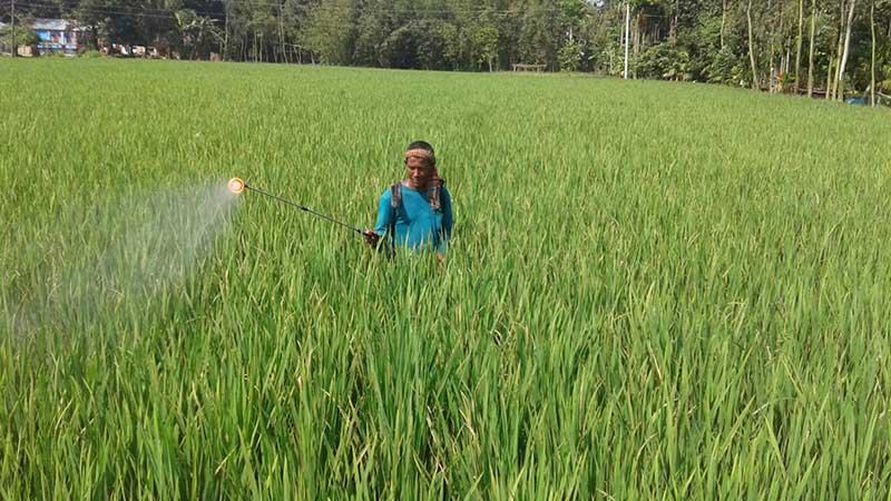 রংপুরে বন্যায় নষ্ট ২৪ হাজার হেক্টরের ফসল, নতুন আপদ কারেন্ট পোকা