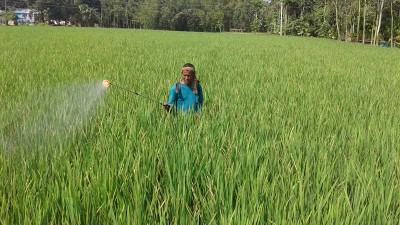 রংপুরে বন্যায় নষ্ট ২৪ হাজার হেক্টরের ফসল, নতুন আপদ কারেন্ট পোকা