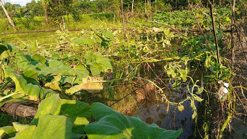 নিম্নচাপে বরিশালে শীতকালীন আগাম সবজির ব্যাপক ক্ষতি