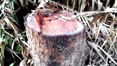 করোনার বন্ধে গাছ চুরির ঘটনায় লাউয়াছড়ার রেঞ্জ কর্মকর্তাকে প্রত্যাহার