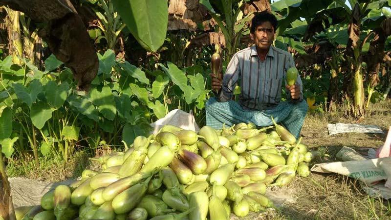 বেগুন চাষে কৃষকের হাসি