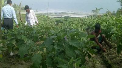 বেগুন চাষে শান্তির মনে ‘শান্তি’